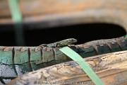 20110501_ales_agnus (2360)